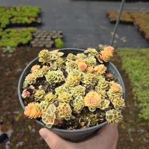 Sedum Atlantis Live Plant – 2 inch or 4 inch Pot – Succulent for Indoors/Outdoors - Image 8