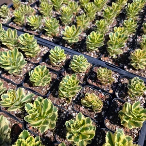 Sedum Atlantis Live Plant – 2 inch Pot – Succulent – Drought Tolerant - Image 4