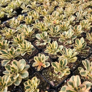 Sedum Atlantis Live Plant – 2 inch Pot – Succulent – Drought Tolerant - Image 6
