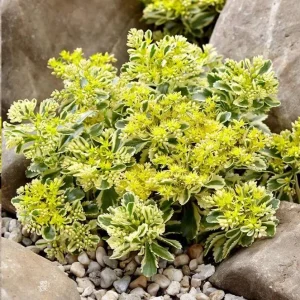 Sedum Atlantis Live Plant – 2 inch Pot – Succulent – Drought Tolerant - Image 1