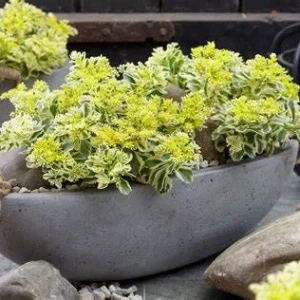 Sedum 'Atlantis' Stonecrop Succulent Perennial Live Plant 2.5