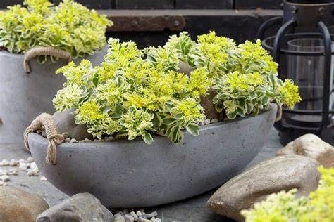 Sedum 'Atlantis' Stonecrop Succulent Perennial Live Plant 2.5" Pot - Image 2