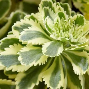 Sedum 'Atlantis' Stonecrop Succulent Perennial Live Plant 2.5