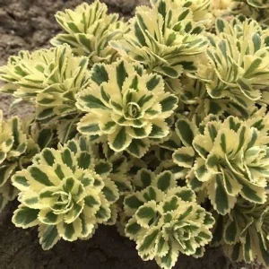 Sedum 'Atlantis' Stonecrop Succulent Perennial Live Plant 2.5
