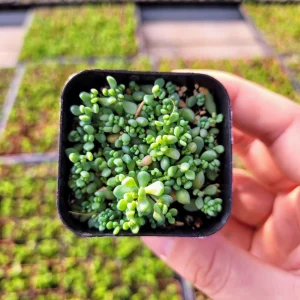 Sedum Dasyphyllum Major Live Plant – 2 inch Pot – Evergreen Groundcover - Image 1