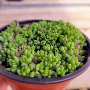 Sedum Dasyphyllum Major Live Plant – 2 inch Potted Succulent – Groundcover - Image 11