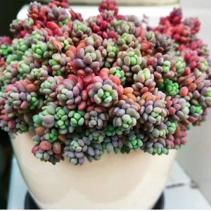 Sedum Dasyphyllum Major Live Plant – 2 inch Potted Succulent – Groundcover - Image 1