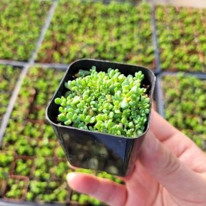 Sedum Dasyphyllum Major Live Plant – 2 inch Potted Stonecrop Groundcover - Image 4