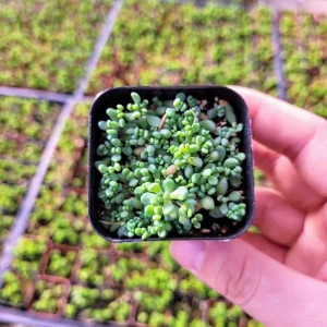Sedum Dasyphyllum Major Live Plant – 2 inch Potted Stonecrop Groundcover - Image 6