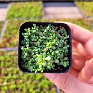 Sedum Dasyphyllum Major Live Plant – 2 inch Potted Succulent – Groundcover - Image 7