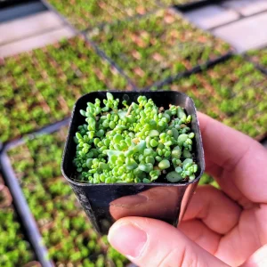 Sedum Dasyphyllum Major Live Plant – 2 inch Potted Succulent – Groundcover - Image 9