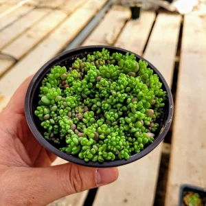Sedum Dasyphyllum Major Live Plant – 2 inch Potted Stonecrop Groundcover - Image 1