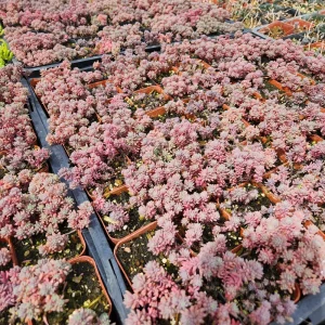 Sedum Dasyphyllum Major 'Pink' Live Succulent Plant – 2 inch Pot – Groundcover - Image 2