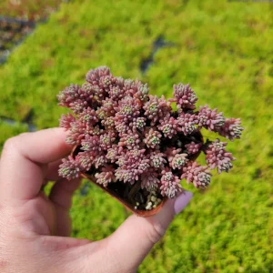 Sedum Dasyphyllum Major 'Pink' Live Succulent Plant – 2 inch Pot – Groundcover - Image 3