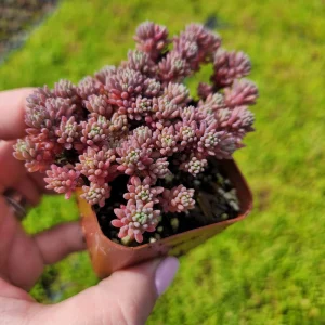 Sedum Dasyphyllum Major 'Pink' Live Succulent Plant – 2 inch Pot – Groundcover - Image 4
