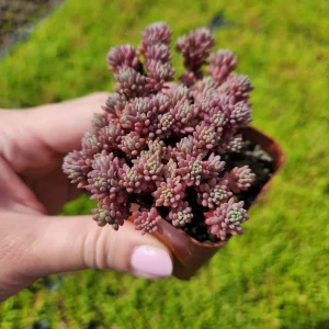 Sedum Dasyphyllum Major 'Pink' Live Succulent Plant – 2 inch Pot – Groundcover - Image 5