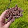 Sedum Dasyphyllum Major 'Pink' Live Succulent Plant – 2 inch Pot – Groundcover - Image 1