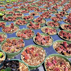 Sedum 'Dragon's Blood' Stonecrop Live Plant - Low Maintenance Groundcover 4 inch Pot - Image 10
