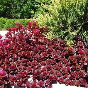 Sedum 'Dragon's Blood' Stonecrop Live Plant - Low Maintenance Groundcover 4 inch Pot - Image 11