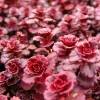 Sedum 'Dragon's Blood' Stonecrop Live Plant - Low Maintenance Groundcover 4 inch Pot - Image 1