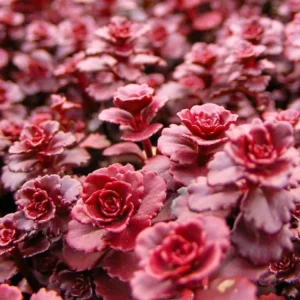 Sedum 'Dragon's Blood' Stonecrop Live Plant - Low Maintenance Groundcover 4 inch Pot - Image 1