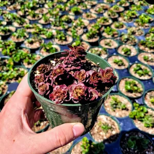 Sedum 'Dragon's Blood' Stonecrop Live Plant - Low Maintenance Groundcover 4 inch Pot - Image 7