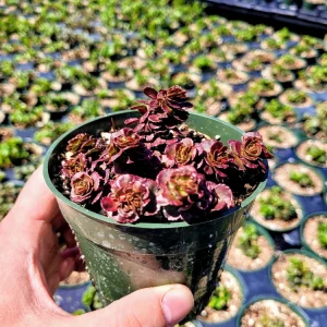 Sedum 'Dragon's Blood' Stonecrop Live Plant - Low Maintenance Groundcover 4 inch Pot - Image 8