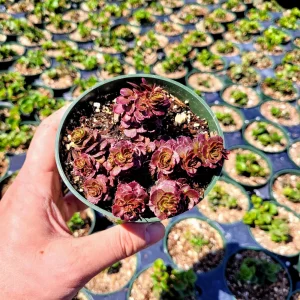 Sedum 'Dragon's Blood' Stonecrop Live Plant - Low Maintenance Groundcover 4 inch Pot - Image 9