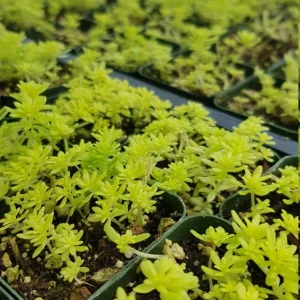 Sedum Japonicum Tokyo Sun Live Plant – 2 Inch Pot Stonecrop Succulent - Image 2