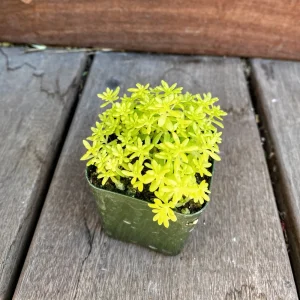 Sedum Japonicum Tokyo Sun Live Plant – 2 Inch Pot Stonecrop Succulent - Image 3