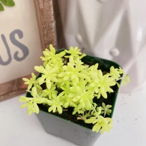 Sedum Japonicum Tokyo Sun Live Plant – 2 Inch Pot Stonecrop Succulent - Image 4