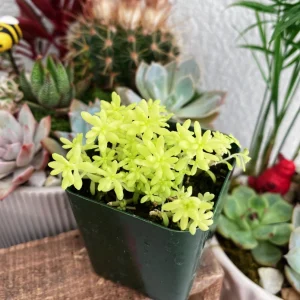 Sedum Japonicum Tokyo Sun Live Plant – 2 Inch Pot Stonecrop Succulent - Image 5