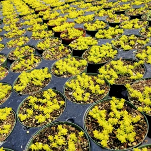 Sedum Japonicum Tokyo Sun Live Plant – 2 Inch Pot Stonecrop Succulent - Image 6