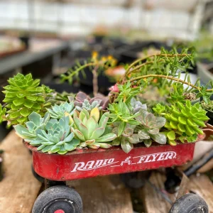 Sedum Japonicum Tokyo Sun Live Plant – 2 Inch Pot Stonecrop Succulent - Image 7