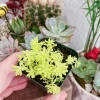 Sedum Japonicum Tokyo Sun Live Plant – 2 Inch Pot Stonecrop Succulent - Image 1
