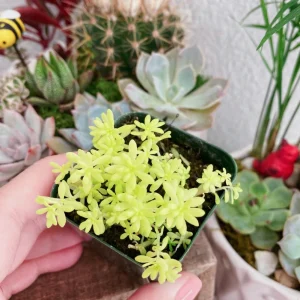 Sedum Japonicum Tokyo Sun Live Plant – 2 Inch Pot Stonecrop Succulent - Image 1