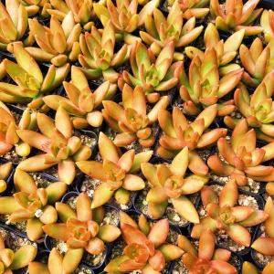 Sedum Nussbaumerianum Orange Delight Live Succulent Plant - 2 inch or 4 inch Pot - Image 2