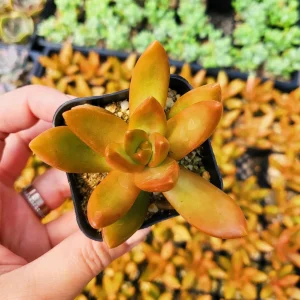 Sedum Nussbaumerianum Orange Delight Live Succulent Plant - 2 inch or 4 inch Pot - Image 3