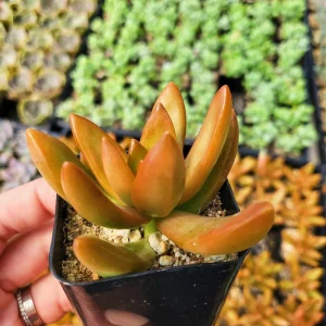 Sedum Nussbaumerianum Orange Delight Live Succulent Plant - 2 inch or 4 inch Pot - Image 4