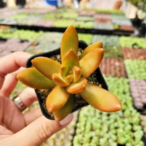 Sedum Nussbaumerianum Orange Delight Live Succulent Plant - 2 inch or 4 inch Pot - Image 5