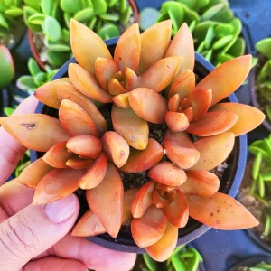 Sedum Nussbaumerianum Orange Delight Live Succulent Plant - 2 inch or 4 inch Pot - Image 6
