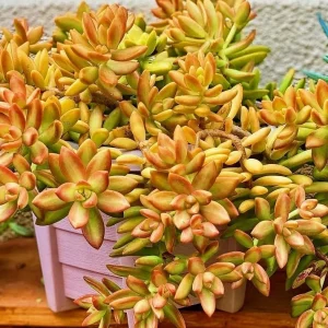 Sedum Nussbaumerianum Orange Delight Live Succulent Plant - 2 inch or 4 inch Pot - Image 1