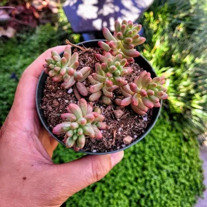 Sedum Rubrotinctum Aurora Live Plant - Pink Jelly Beans Succulent - 2 inch Pot - Image 12