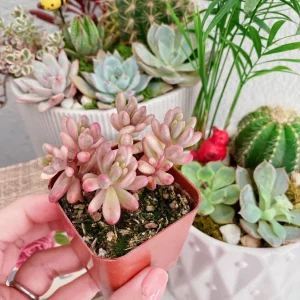 Sedum Rubrotinctum Aurora Live Plant - Pink Jelly Beans Succulent - 2 inch Pot - Image 7