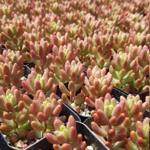 Sedum Rubrotinctum Aurora Live Plant - Pink Jelly Beans Succulent - 2 inch Pot - Image 9