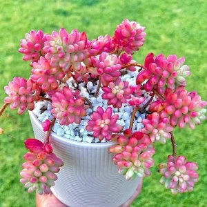 Sedum Rubrotinctum Aurora Live Plant - Pink Jelly Beans Succulent - 2 inch Pot - Image 1