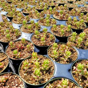 Sedum Rubrotinctum Aurora Pink Jelly Beans Live Plant – 2 inch Potted Succulent - Image 11