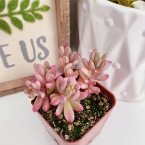 Sedum Rubrotinctum Aurora Pink Jelly Beans Live Plant – 2 inch Potted Succulent - Image 7