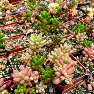 Sedum Rubrotinctum Aurora Pink Jelly Beans Live Plant – 2 inch Potted Succulent - Image 8