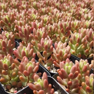 Sedum Rubrotinctum Aurora Pink Jelly Beans Live Plant – 2 inch Potted Succulent - Image 9